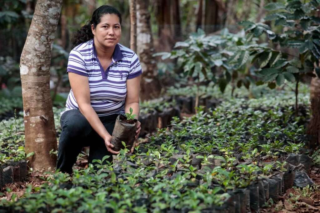 Piantagione di caffè in El Salvador